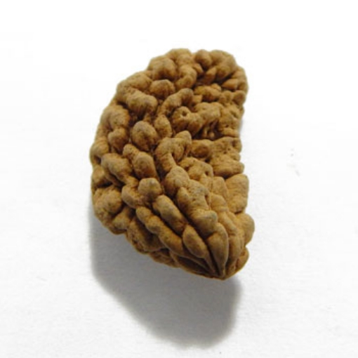 One Mukhi (Face) Rudraksha