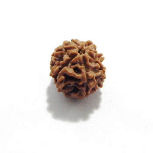 Seven Mukhi (Face) Rudraksha