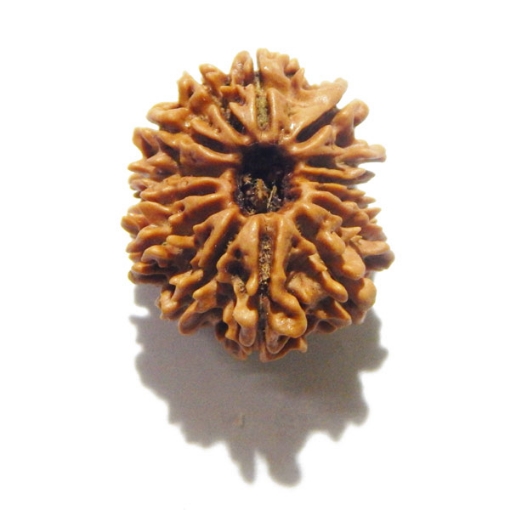14 Face Nepali Rudraksha