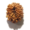 14 Face Nepali Rudraksha