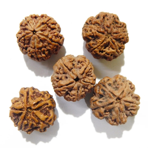5 Face Nepali Rudraksha