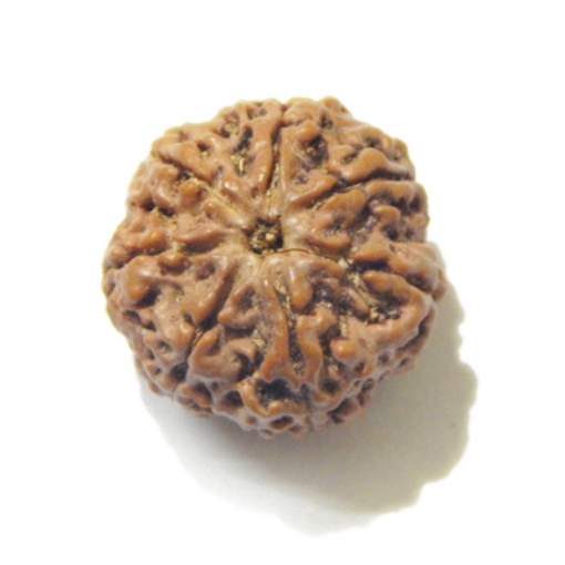 Six Face Rudraksha