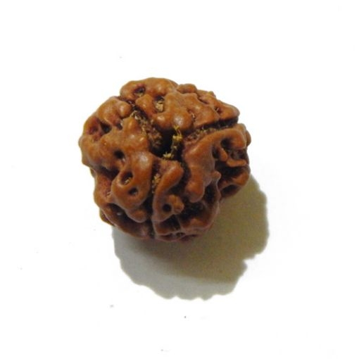 3 Face Nepali Rudraksha Bead