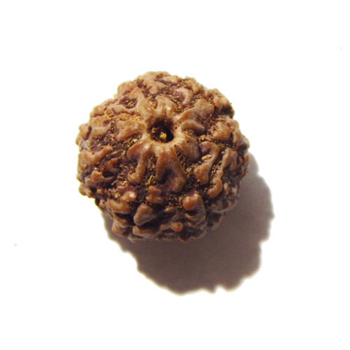 Seven Face Nepali Rudraksha 