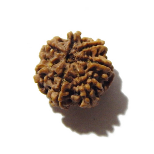 Seven Face Nepali Rudraksha 