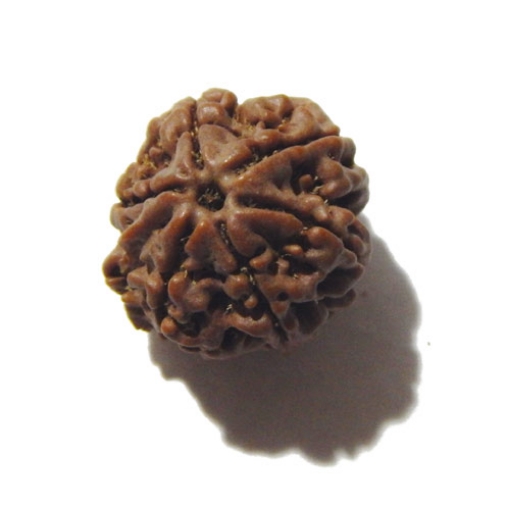Seven Face Nepali Rudraksha 