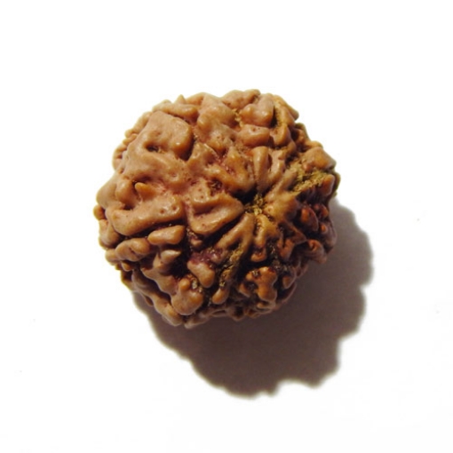 Seven Face Nepali Rudraksha 