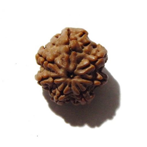 Seven Face Nepali Rudraksha 