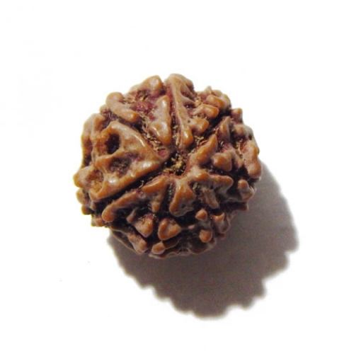 Seven Face Nepali Rudraksha 
