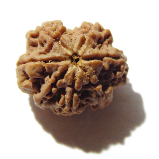 Seven Face Nepali Rudraksha 