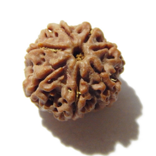 Seven Face Nepali Rudraksha 