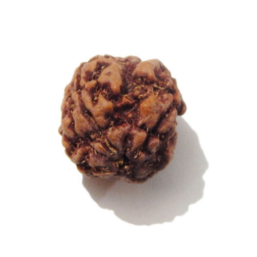 Four face nepali Rudraksha