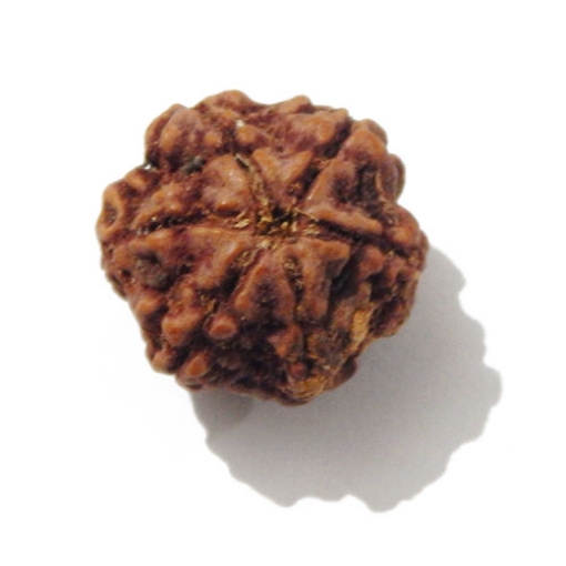 Six Face Rudraksha