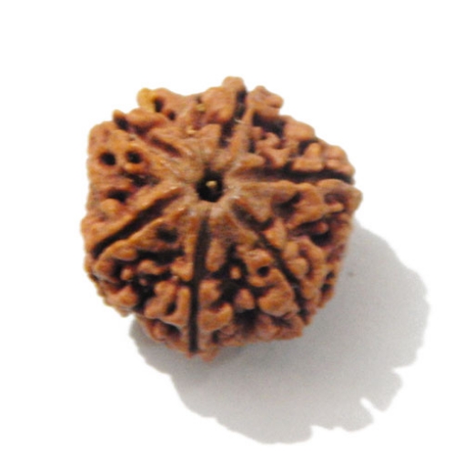 Six Face Rudraksha