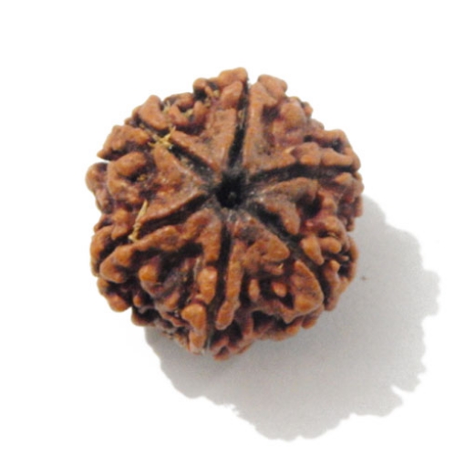 Six Face Rudraksha