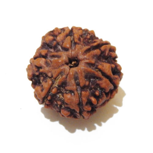 Six Face Rudraksha