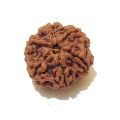 Six Face Rudraksha