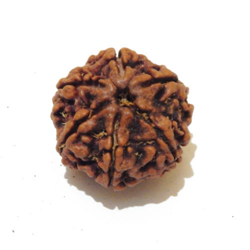 Six Face Rudraksha