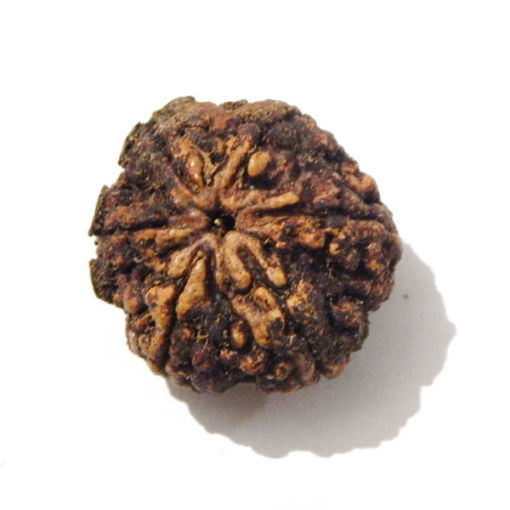 Six Face Rudraksha