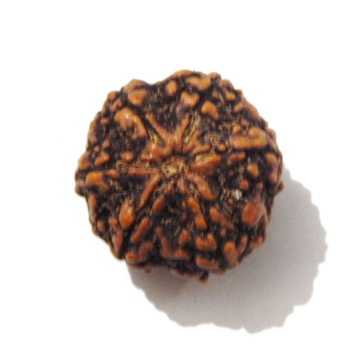 Six Face Rudraksha