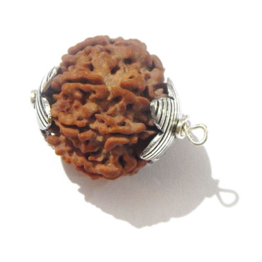 7 face rudraksha 