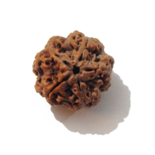 Five Face Nepali Rudraksha