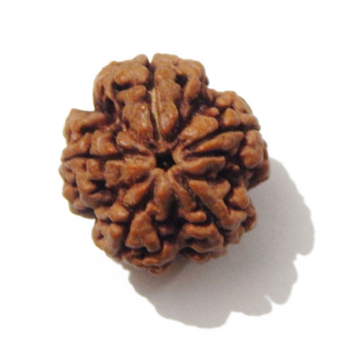 5 Face Big Size Rudraksha