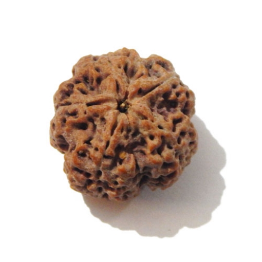 5 Face Big Size Rudraksha
