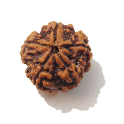 5 Face Big Size Rudraksha