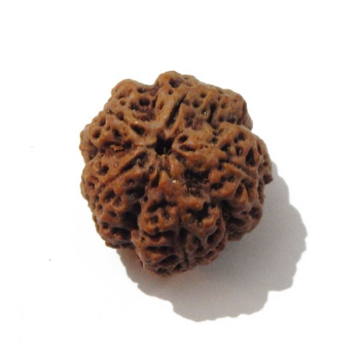 5 Face Big Size Rudraksha