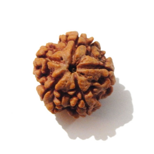 Five Face Nepali Rudraksha