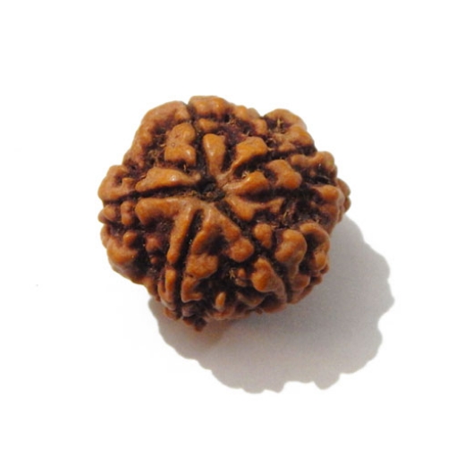 Five Face Nepali Rudraksha