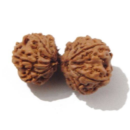 Gauri Shankar Rudraksha