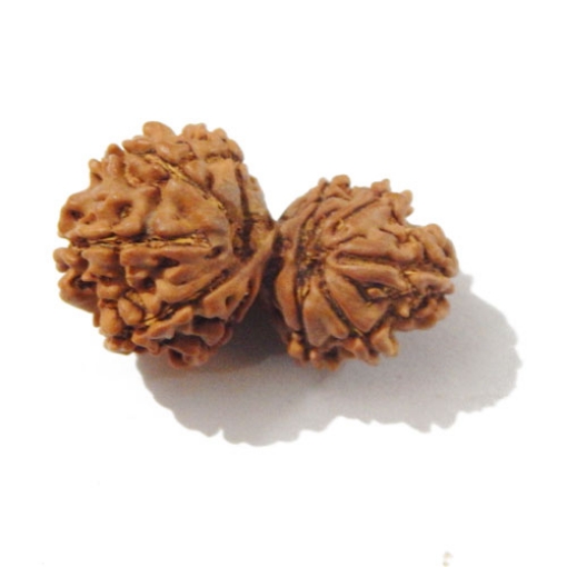 Gauri Shankar Rudraksha