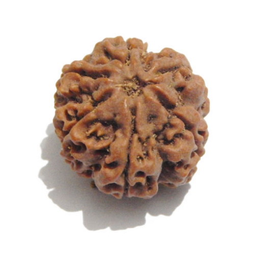 Six Face Rudraksha