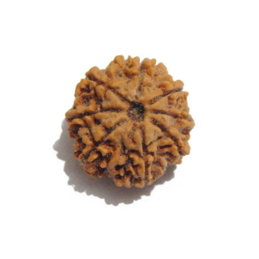 Eight Face Nepali Rudraksha