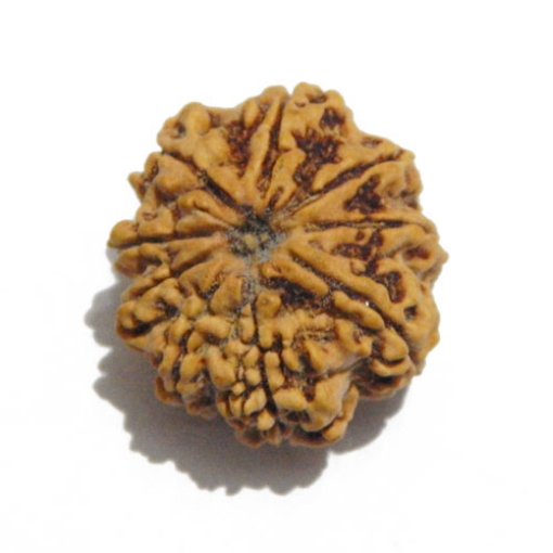 Nine Face Nepali Rudraksha