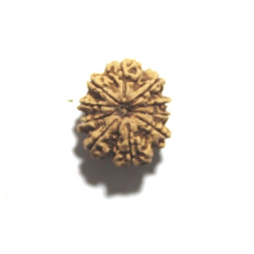 Ten Face Nepali Rudraksha 