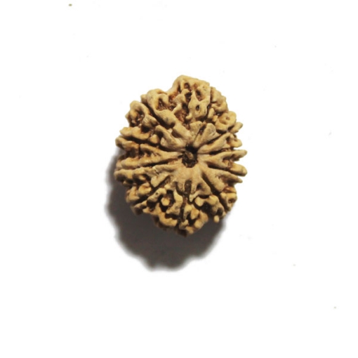 Ten Face Nepali Rudraksha 