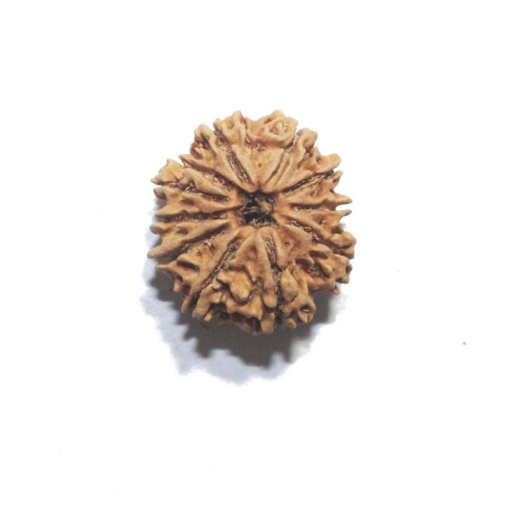 Ten Face Nepali Rudraksha 