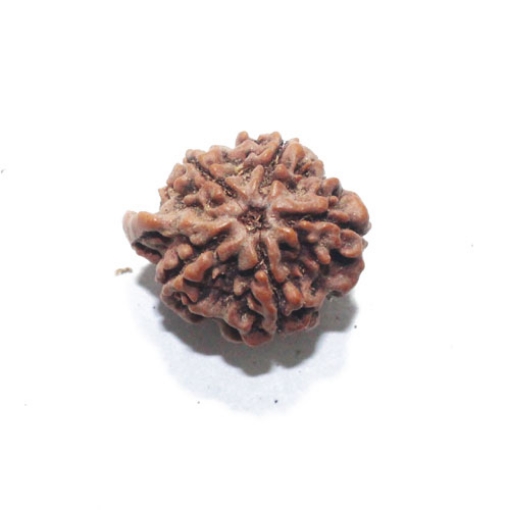 Ganesh Rudraksha