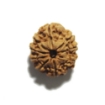 Nine Face Nepali Rudraksha