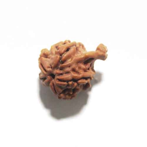 Ganesh Rudraksha