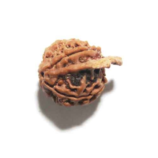 Ganesh Rudraksha
