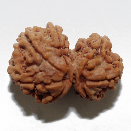 Gauri Shankar Rudraksha