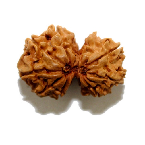 Gauri Shankar Rudraksha