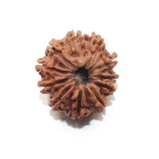 Eleven Face Nepali Rudraksha